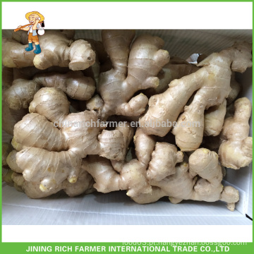 Fresh Ginger Exportador na China Air Dried Ginger 250g